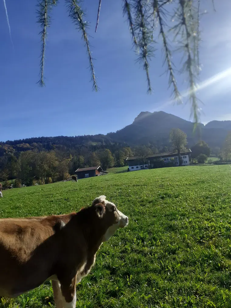 Kuh auf der Weide vor Bergen